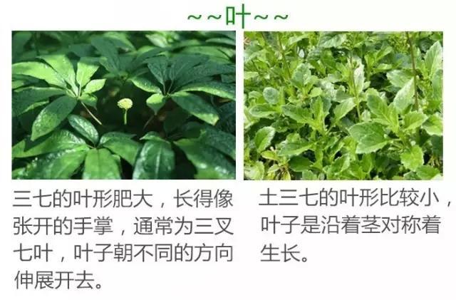 大妈吃土三七一个月肝中毒 医生: 有毒别乱吃