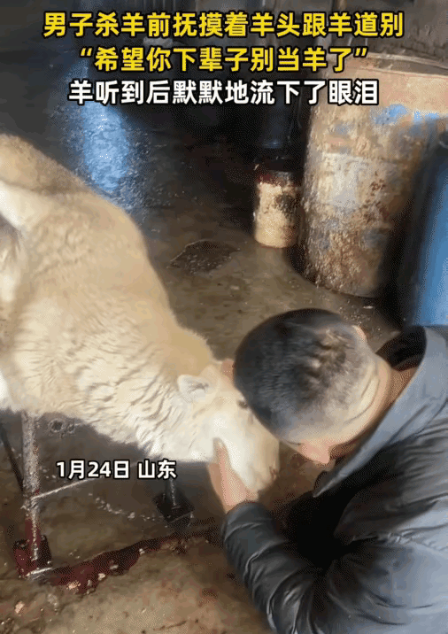 “解释不清了！”山东，男子准备把自家养的羊杀了炖汤，但他又有点不舍，摸着羊头说“