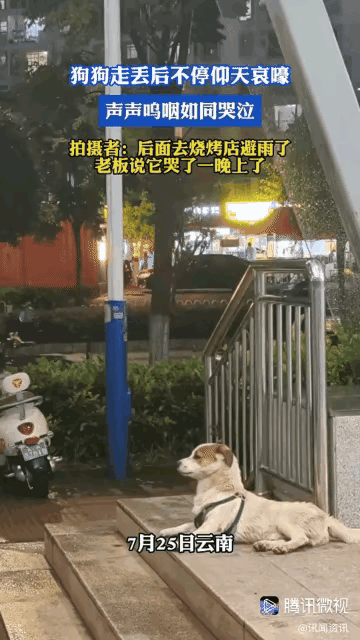 这段故事看得人心里发酸。小白狗和主人意外走散之后，一直守在最后分开的地铁站门口，