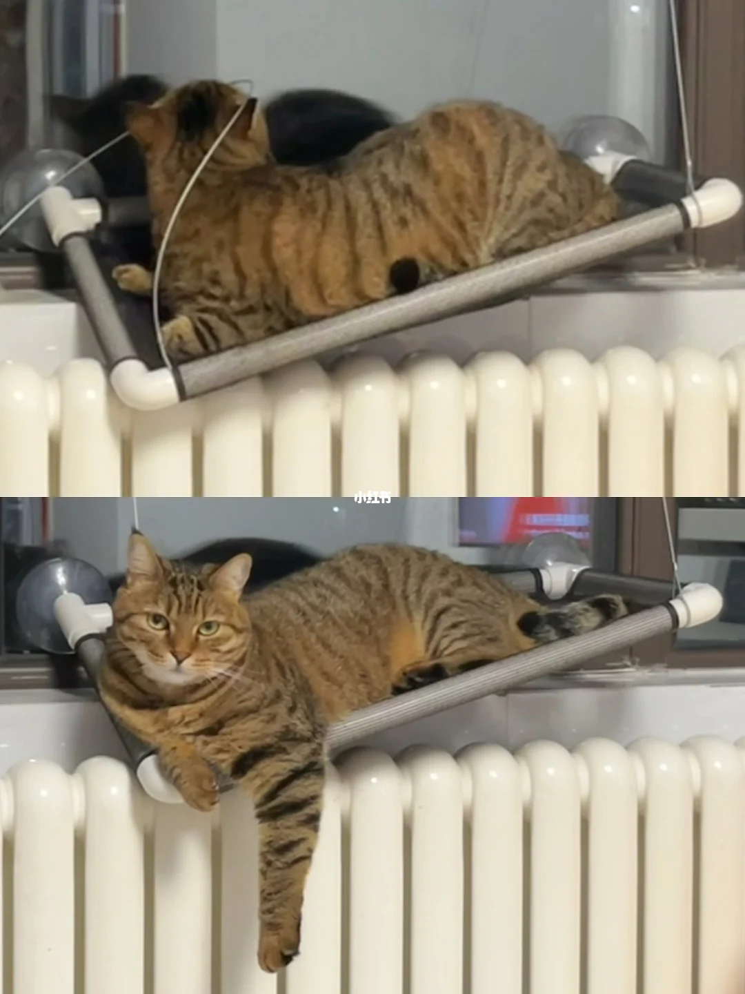 🫡泰山崩于前而面不改色  向猫学习