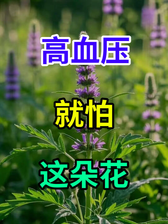 高血压就怕这朵花 - 临床几十年，我接触过众多高血压患者，其中有一位令...