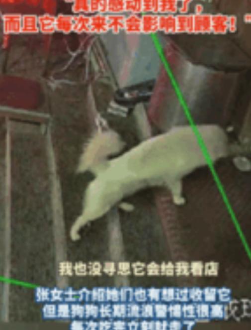 太通人性了！长春，烧烤店老板娘多次投喂流浪狗，没想到，流浪狗竟每天趁她收摊后，又