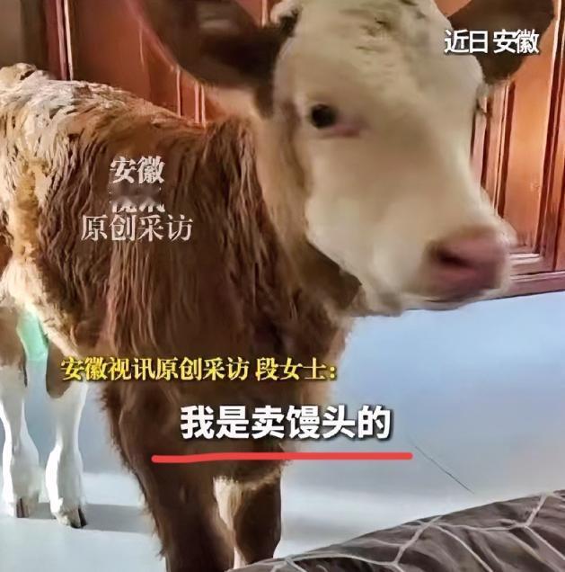 万物有灵！安徽霍邱，一个卖馒头的大姐，在屠宰场门口的路边捡回一头奄奄一息的新生小