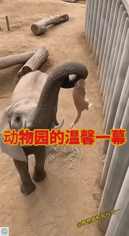动物园的大象好有爱心