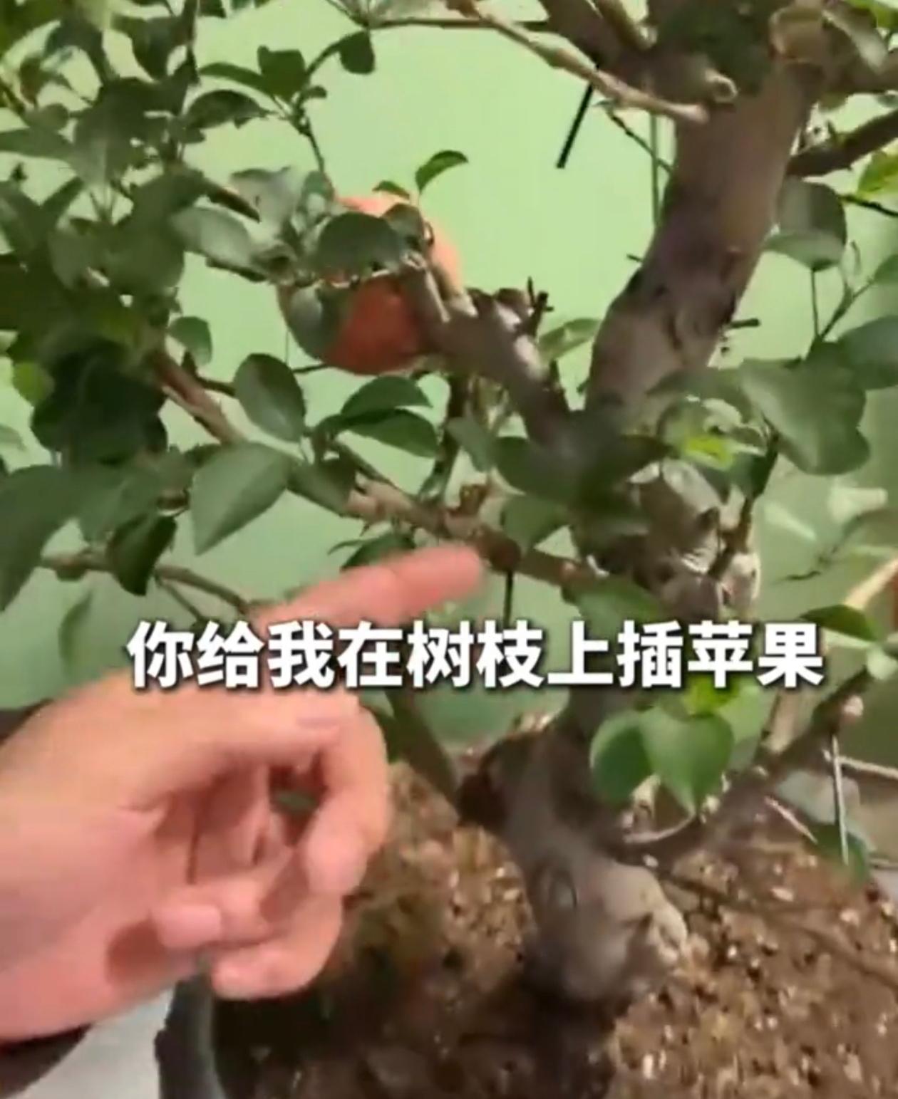 天津的何先生喜欢摆弄盆景，出差经过市场的时候，被一盆“结着苹果”的盆景骗了，摊主