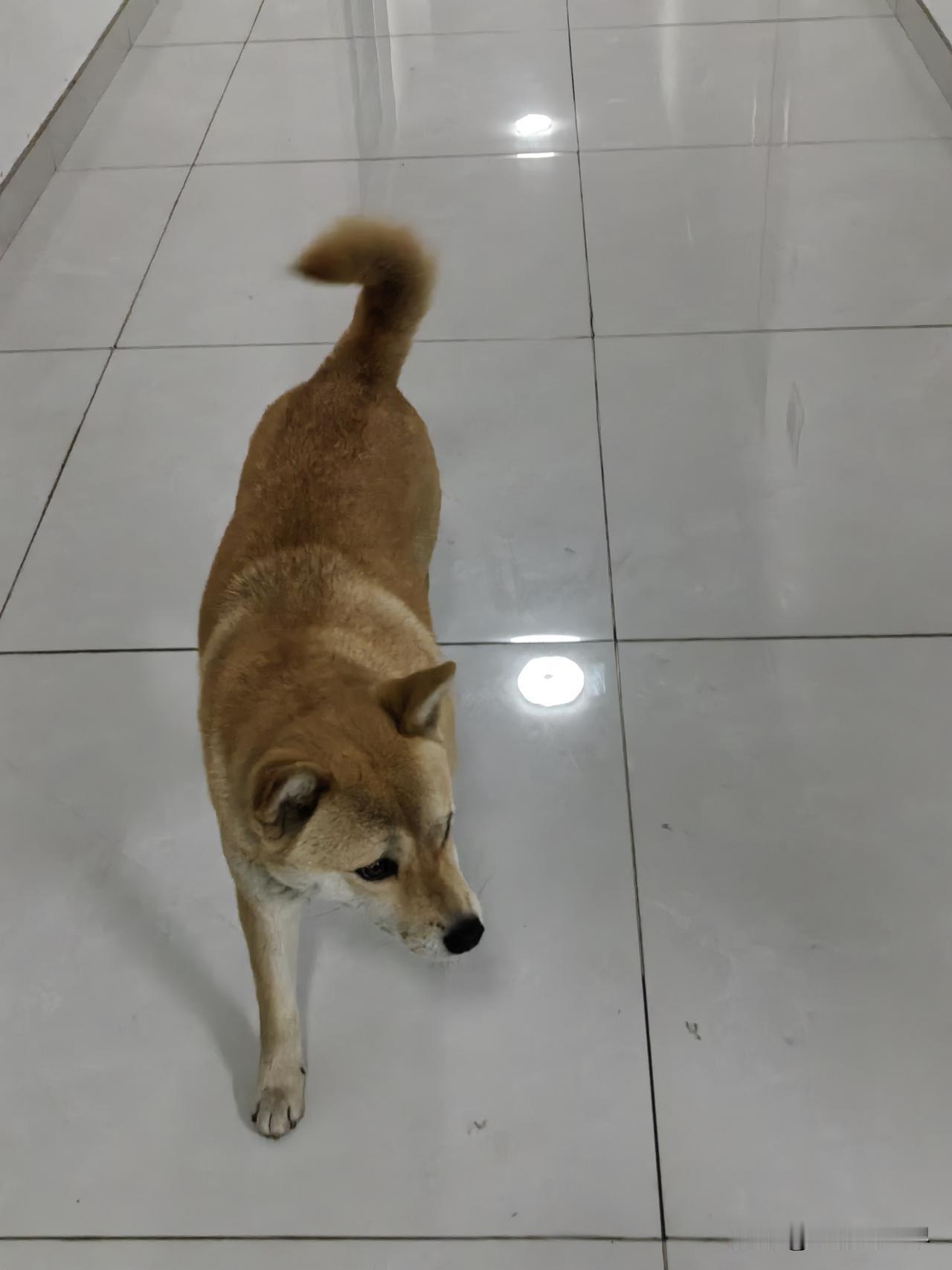 去同学家玩，正在房间聊天，她家这条狗狗，居然自己吭哧吭哧把门推开了。结果呢，