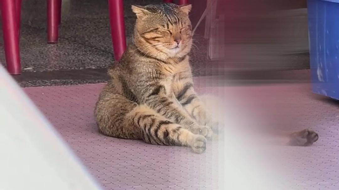 网友拍到一只被拴在门口的小猫，以一种“雷霆坐姿”瘫坐在地