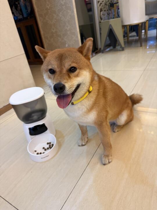 🐾 解放双手！宠物喂食器真香警告！