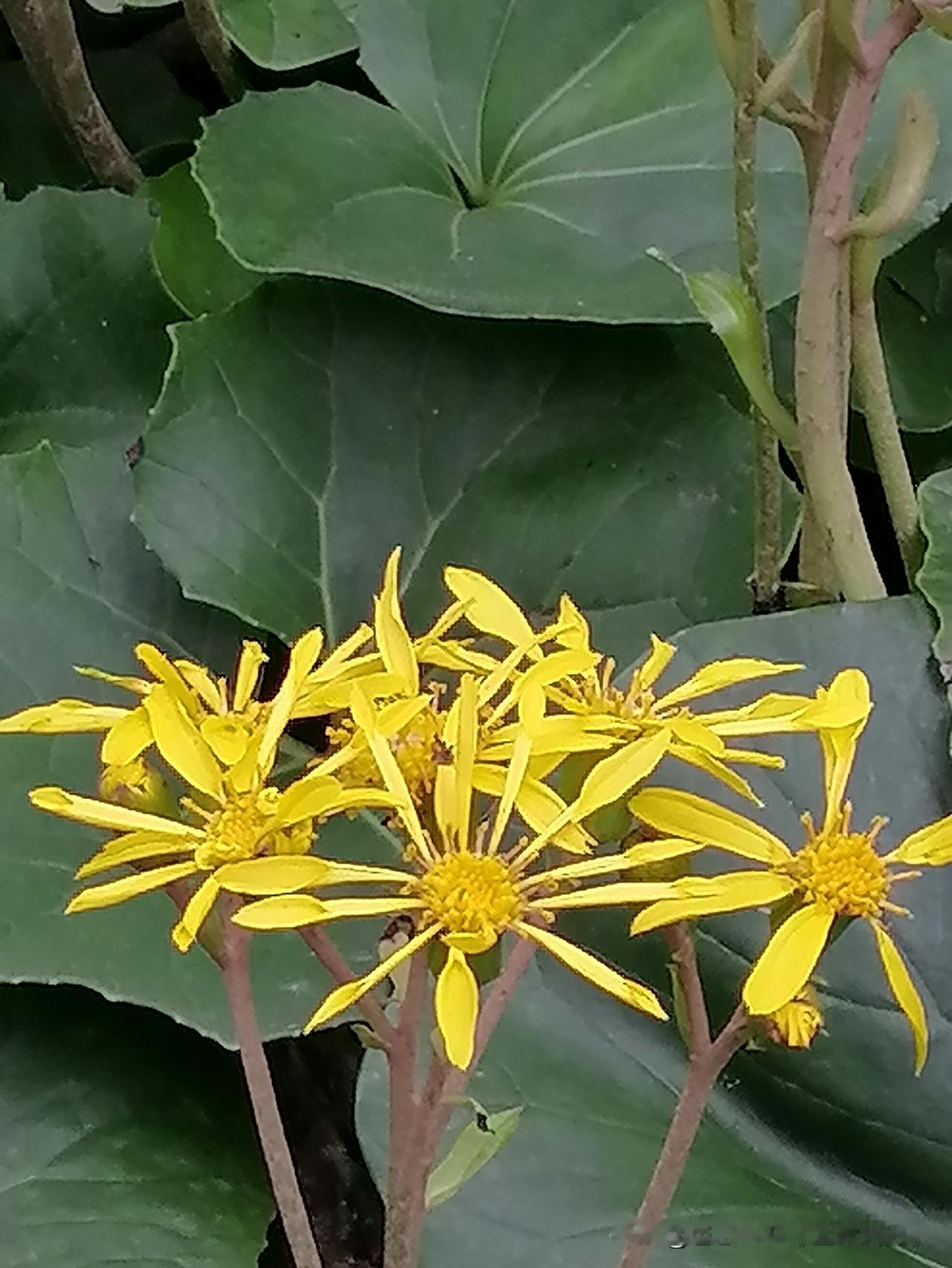 随手拍花，美景