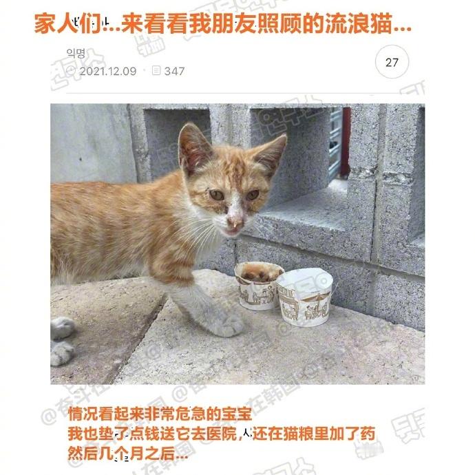 流浪猫流落到朋友手里的下场...海外新鲜事热点现场