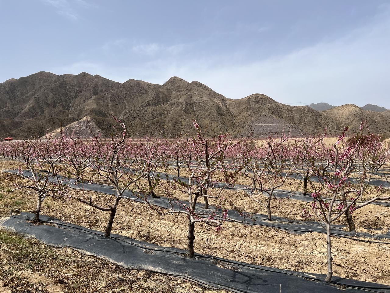 甘肃临夏回族自治州刘家峡镇——千亩桃园以前我只听说过兰州安宁十里桃乡，是白凤