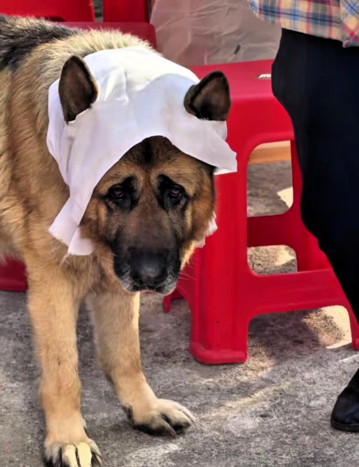 它什么都懂，只是不会说话！湖南，一老人去世，狗狗叼着白布趴灵堂前，家人给它戴上后