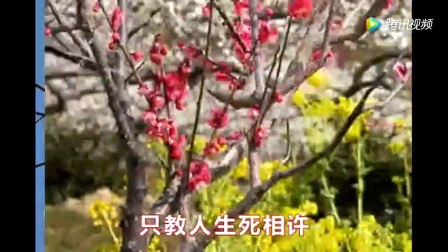 梅花三弄姜育恒简谱_我急需这曲笛子 梅花三弄 的简谱,万谢