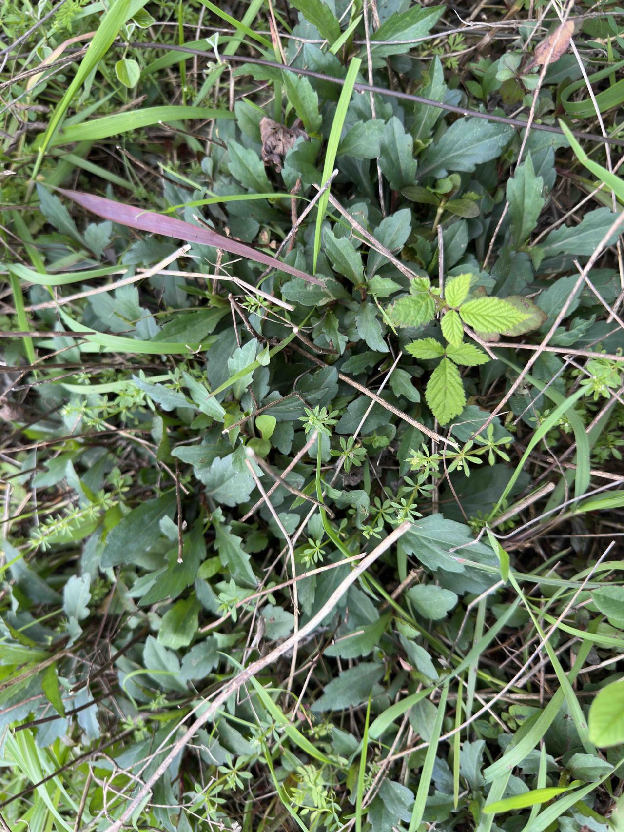 前日去采摘的江南野菜马兰头，枝叶不很嫩，已经有点老了。如果离我家不远，我还真