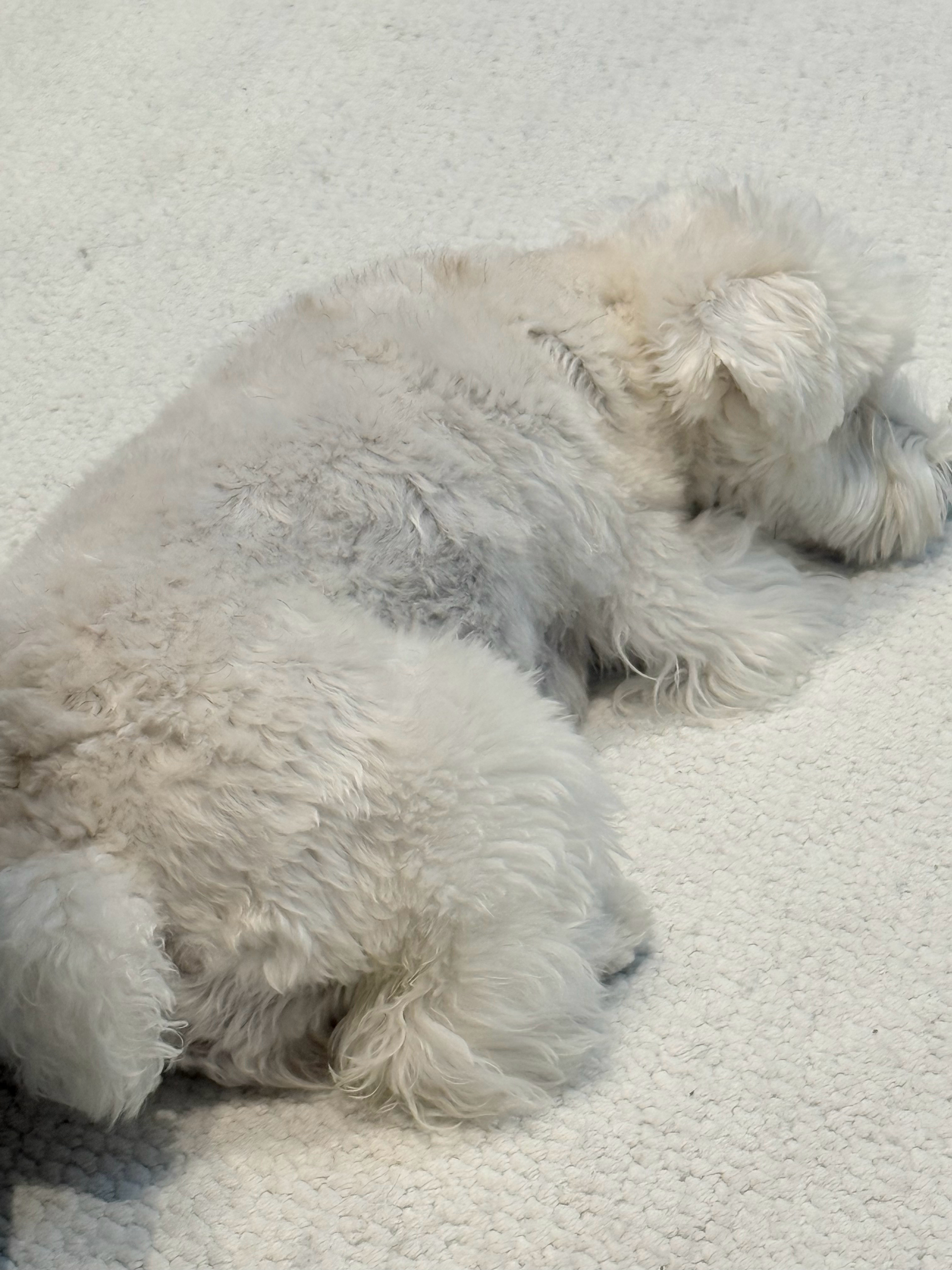 过年前➡️过年后该减肥咯小芋头