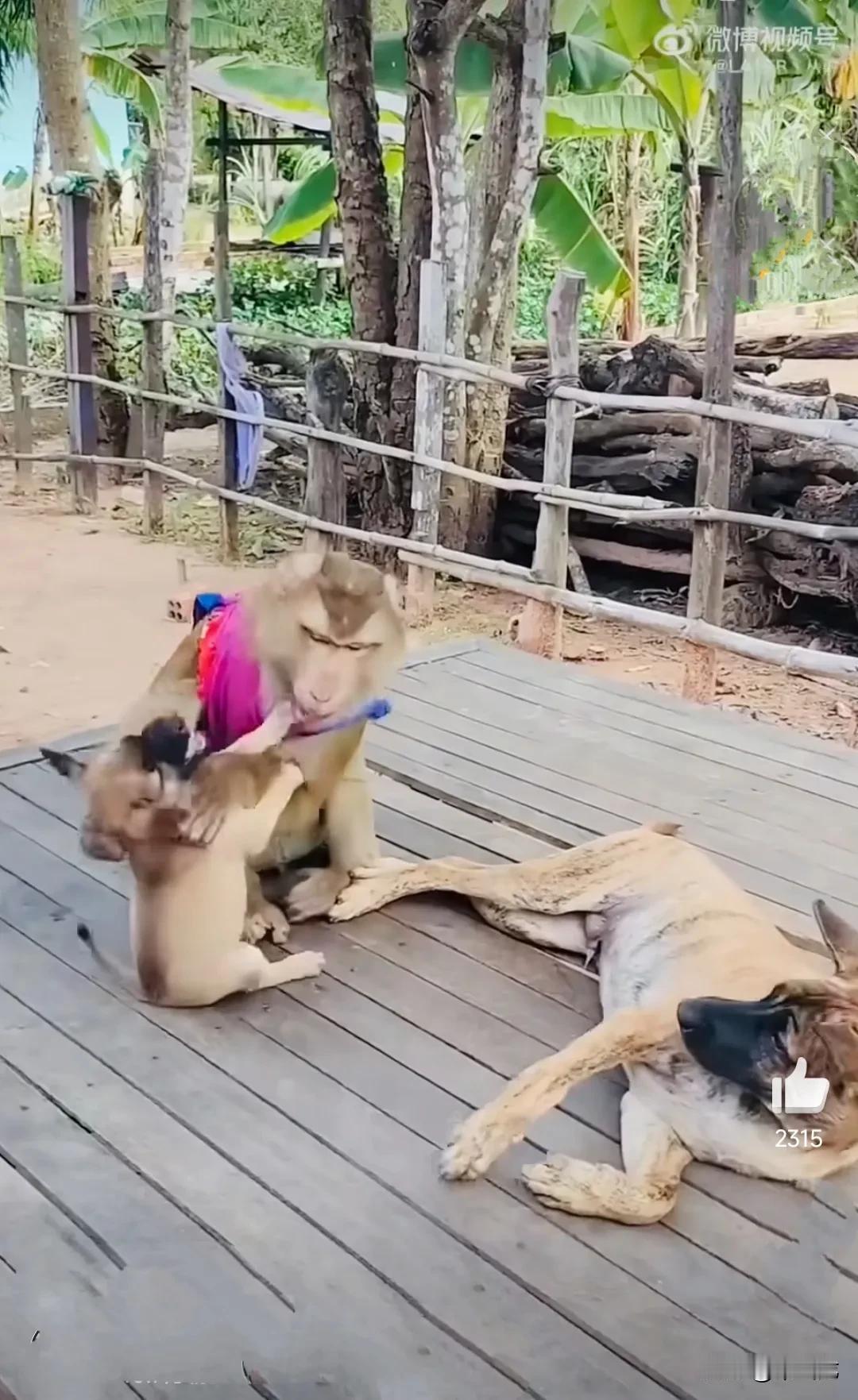 泼猴的爪子咋这么欠啊，狗狗安安生生地趴在那儿，没有妨碍到它，它却要去扒拉狗狗，故
