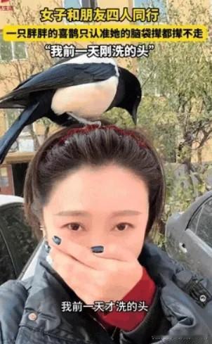 “科学也解释不清了！”近日，辽宁营口，一女子和朋友出门逛街，路上碰到了一只喜鹊，