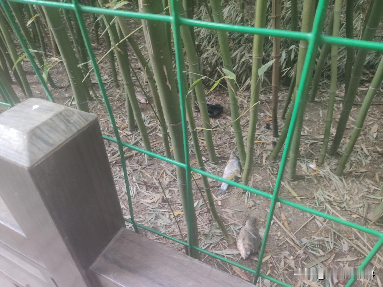 今天上午在郑州市人民公园竹园南门口看到一个中年妇女拿了几条活鱼过来投喂竹林里的流