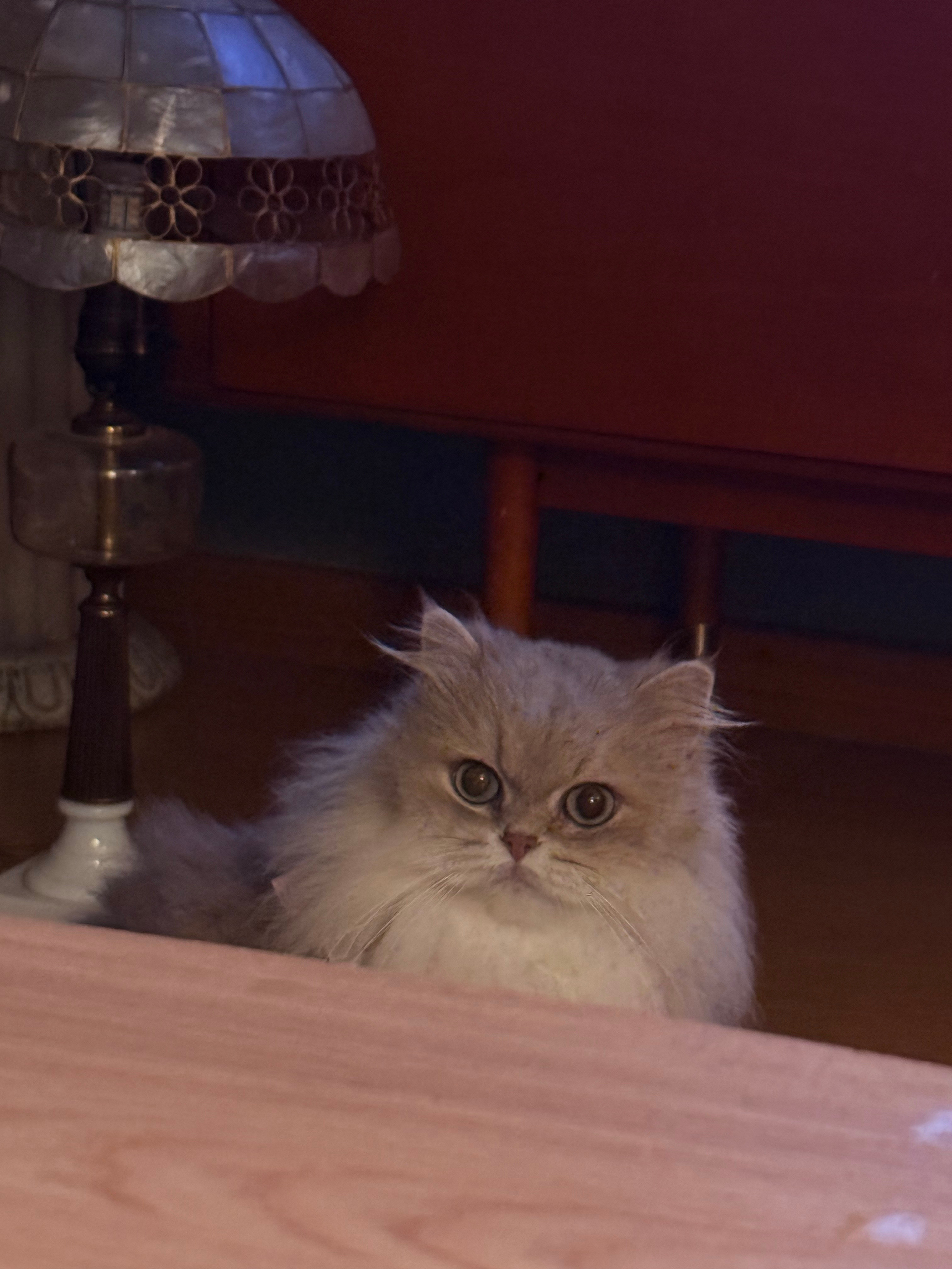一只特别有自己想法的小猫猫​​​