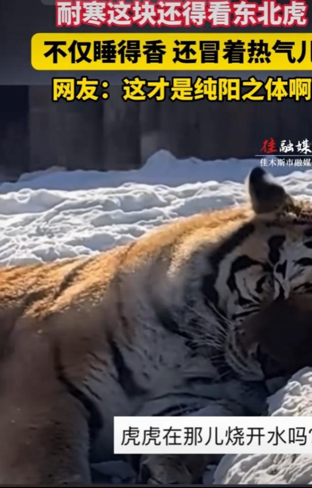 看到东北虎雪地睡觉还冒热气的画面，太震撼了！在-20℃的西伯利亚，那热气就像漏