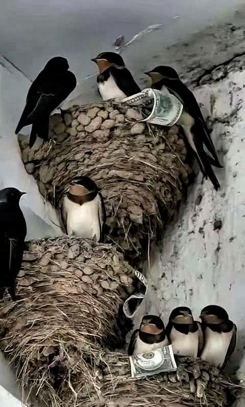 富贵人家从不筑燕子窝，老祖宗早讲清其中玄机一直以来，大家都觉得燕子在家筑巢是