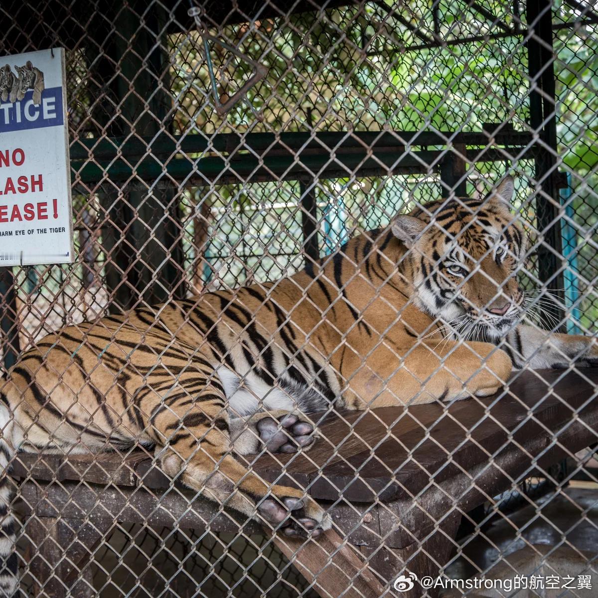 泰国官方通报清迈72只老虎死亡2月21日，泰国农业与合作社部畜牧司就清迈虎园老