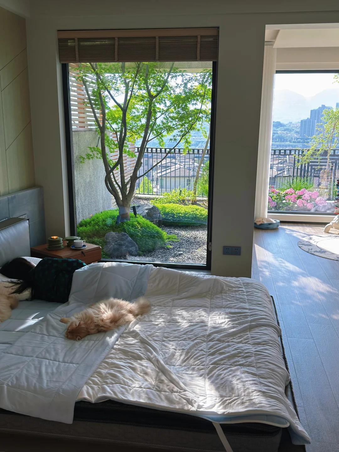 在卧室，我种了一棵树🌳