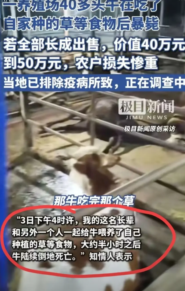 “情况不对”，6月3日，湖南永州，养殖场里40多头牛突然全部暴毙，半个小时前，牛