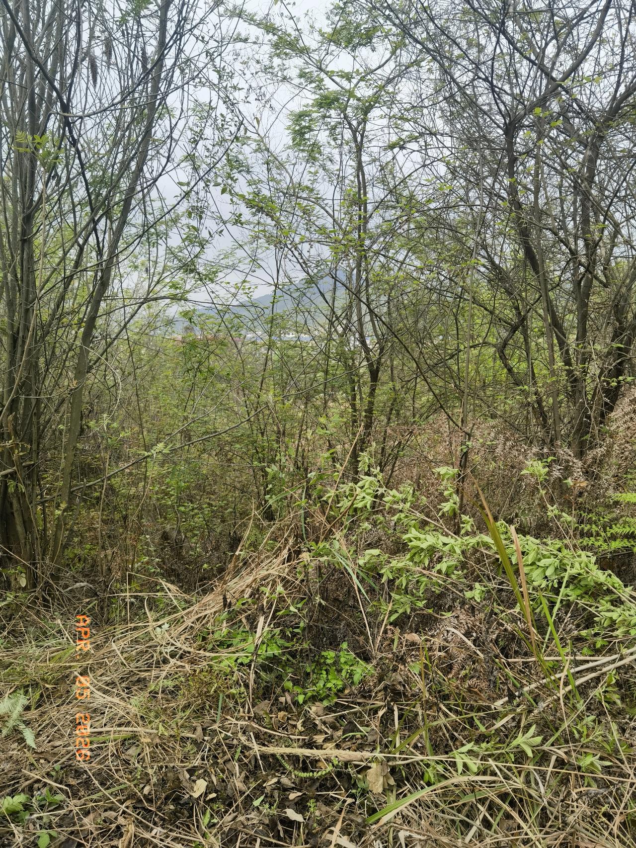 清明节，全家组团回老家，上山给太爷爷扫墓。荒山野岭杂草疯长，荆棘遍地，老两口山