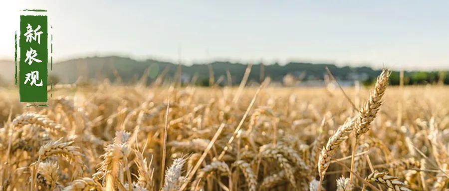 中国刚买了12万吨美国小麦, 美小麦却掉头下跌了! 怎么回事