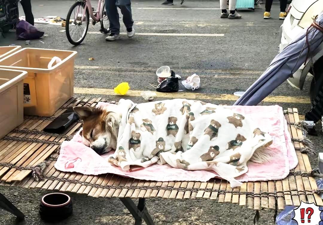 一个卖水果的小摊贩收养了一只流浪狗从此狗狗每天凌晨五点多就陪着主人一起在路边出