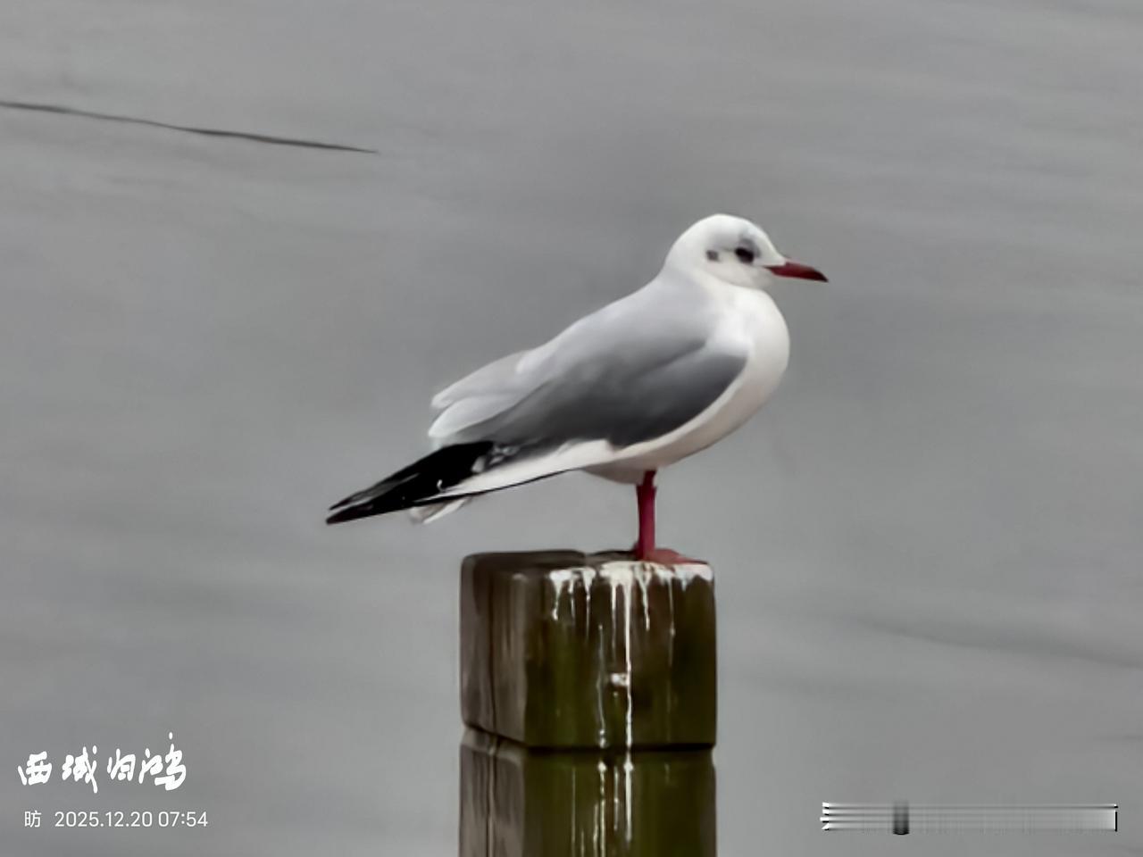 手机随手拍原创图片暂栖