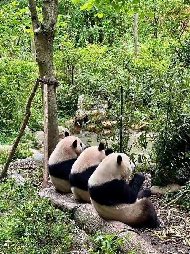以前旅游像出嫁，现在旅游像遛弯。真不是夸张。我妈翻出老照片给我看，1986年