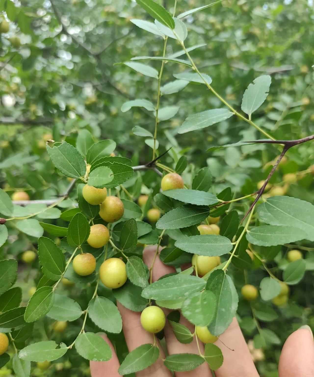 宽哥：不错，不错，还是错换，医院的医生、护士都出来作证了，没有手环……92年淮