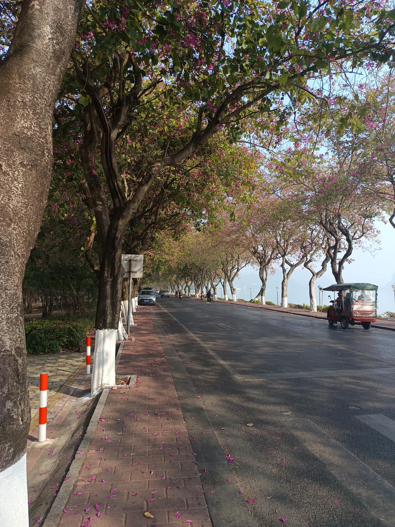 左边是星湖，右边是紫荆西提！你敢相信吗？这里就是肇庆旁边那个湖叫星湖今天