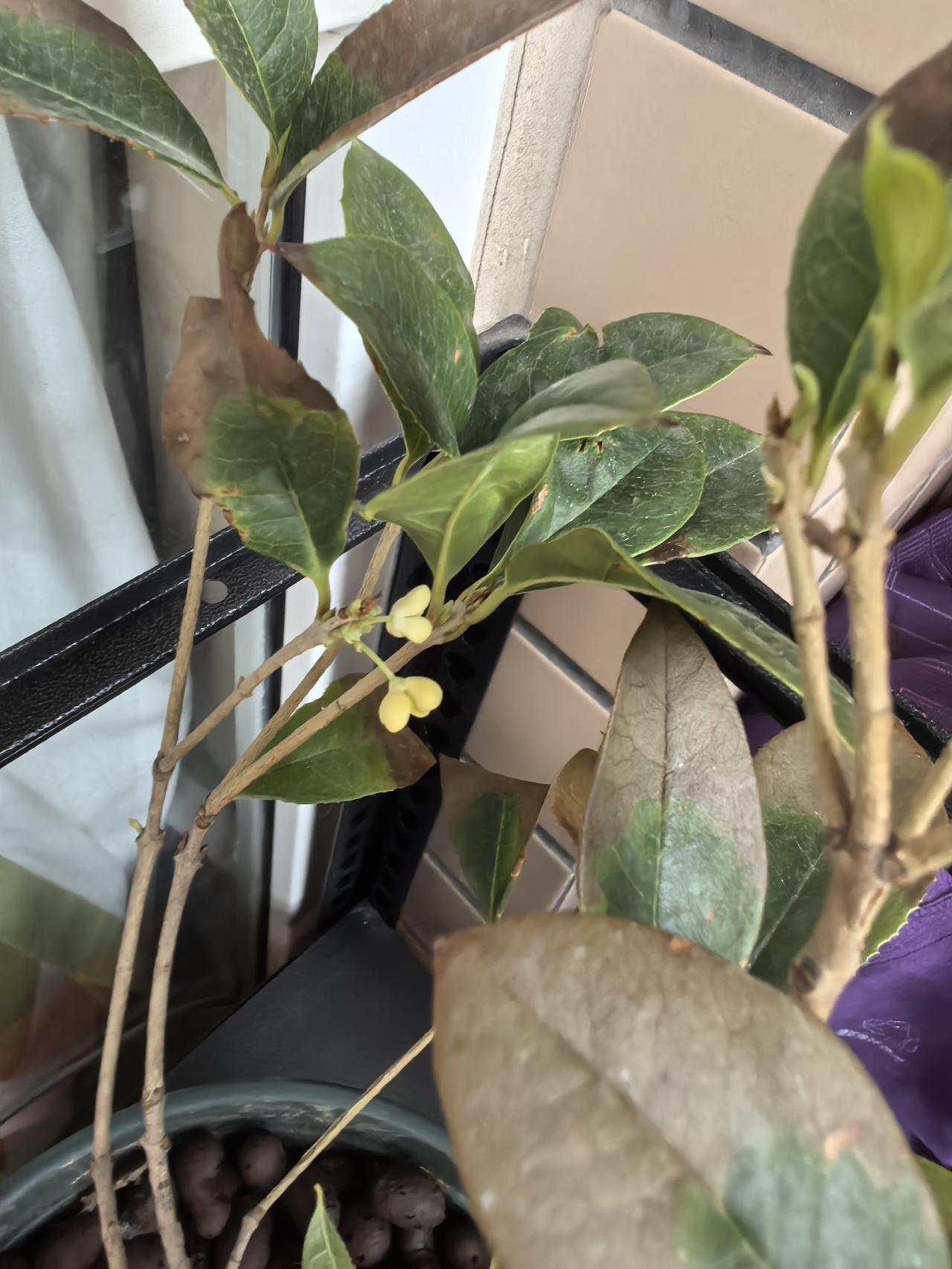 家里养了盆桂花，愣是被我家“浇水刺客”盯上了——娃儿每天端着小水壶，跟给植物“灌