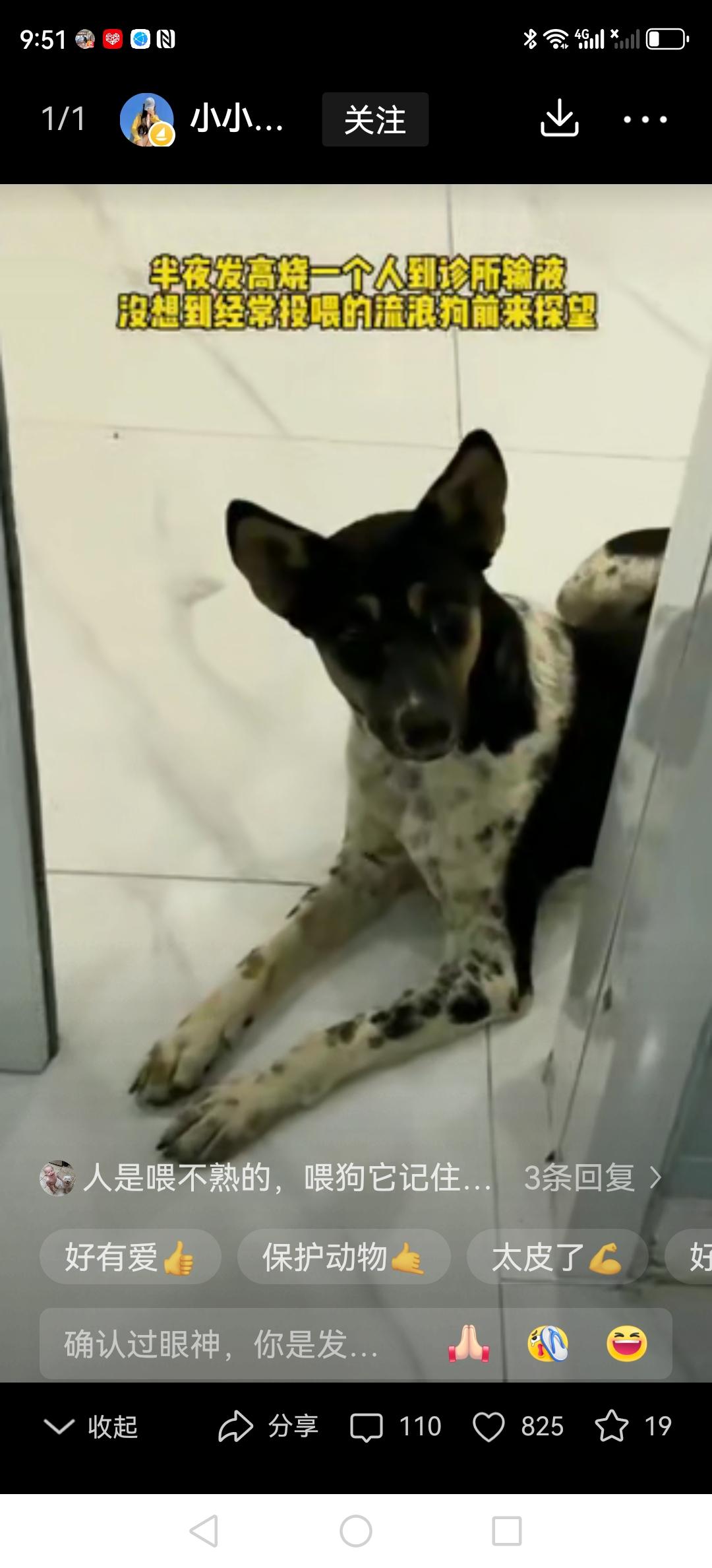 大半夜发着高烧一个人去打吊瓶，谁能想到，一只流浪狗突然凑过来蹭她的手心——山东这