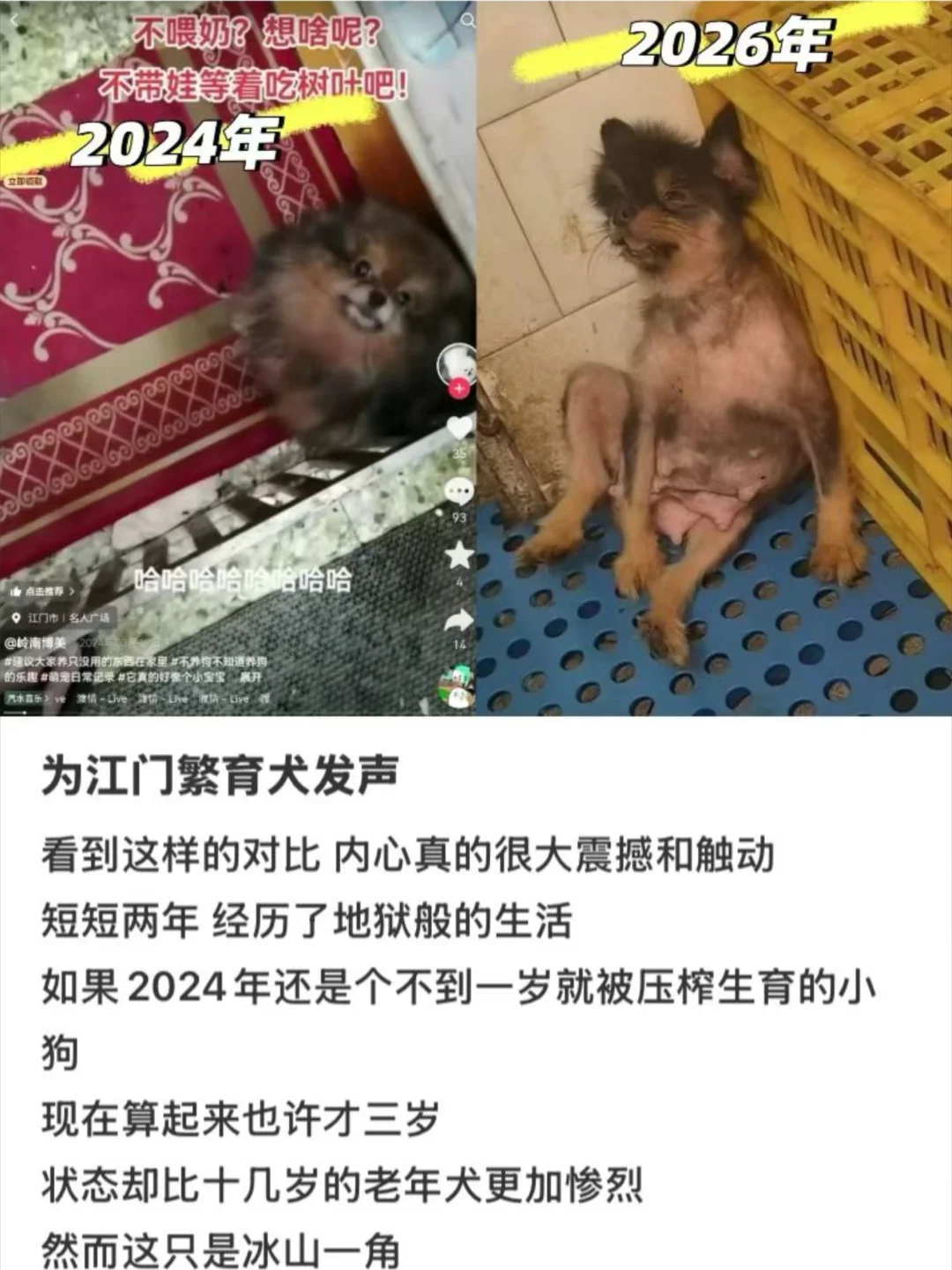 拒绝后院繁殖，领养代替购买