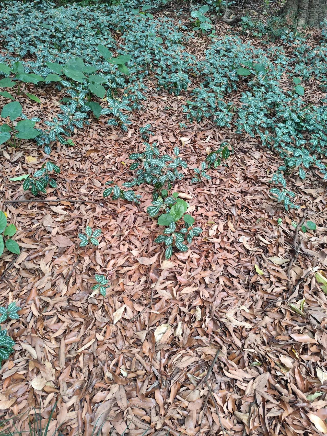 马斯克的一万亿工资还是被批准了，这可能是有史以来最高工资，前无古人后无来者。马