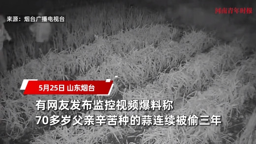 太缺德了！”山东烟台，一位七旬大爷带病种了一点大蒜，本打算留着自己家里人吃，可谁