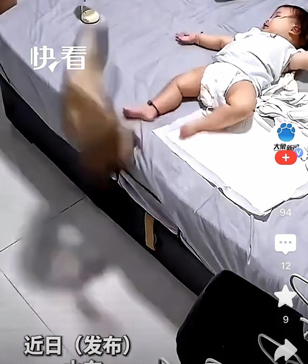 养猫的人才懂那种落差平时跳上床专挑你肚子胸口踩半夜脸都能给你当跳板
