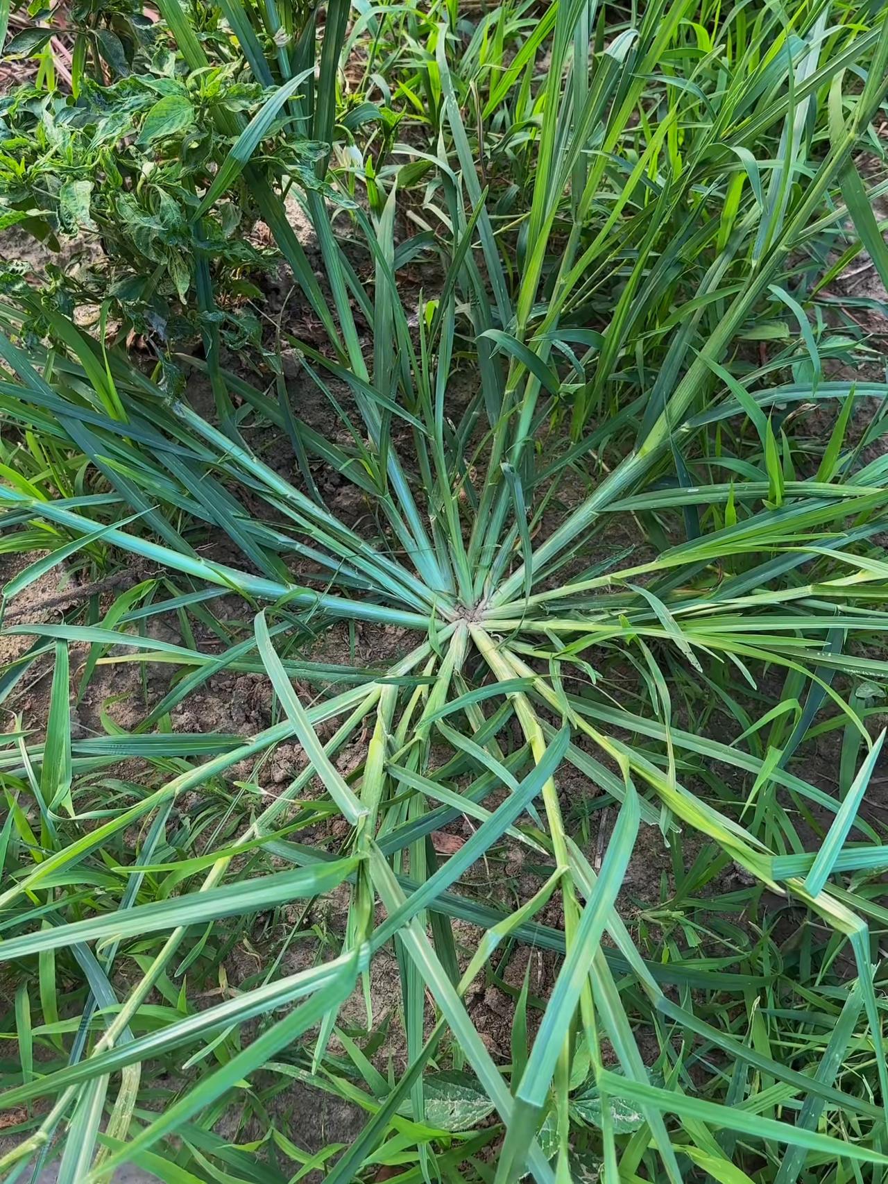 牛筋草堪称野草界战神，煮蛋喝汤太实用。夏天的农田边，农民蹲下身，两手紧抓一把