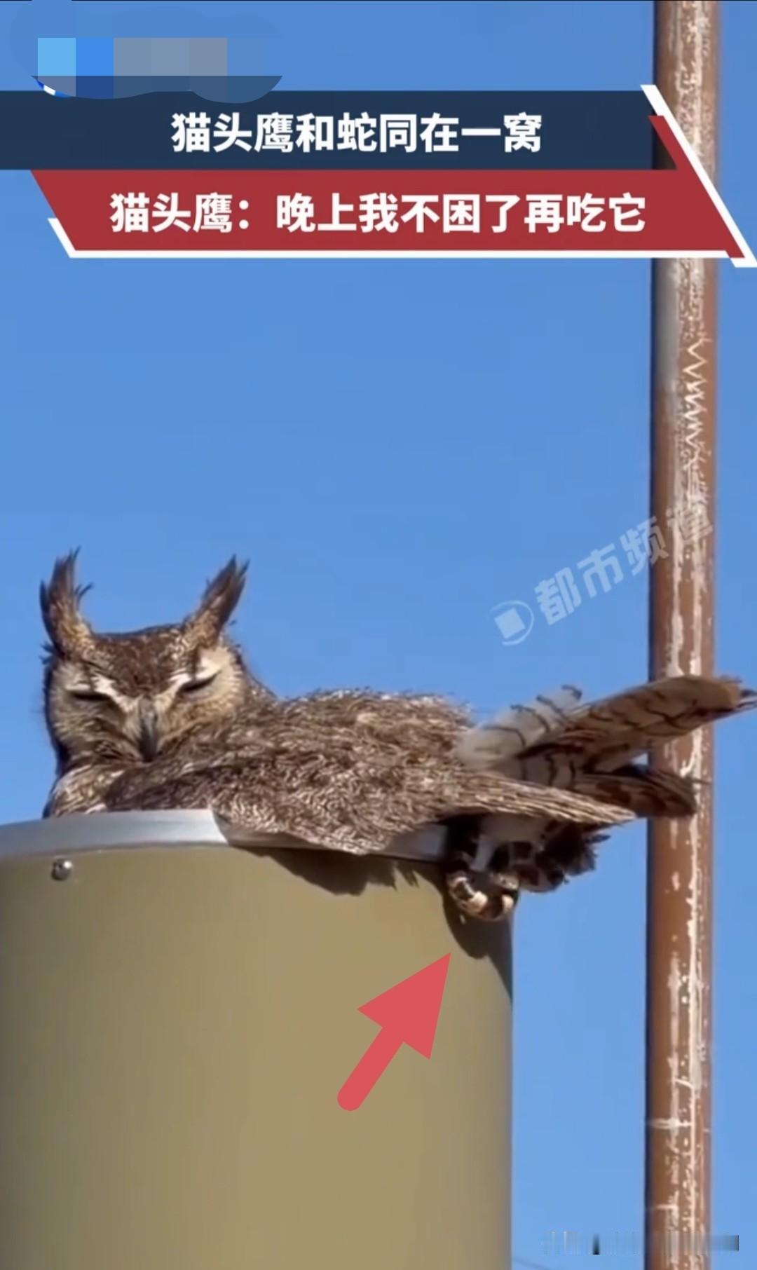 简直倒反天罡，这情形不亚于猫给老鼠拜年呀！本来天敌一对、相生相克、世代仇家