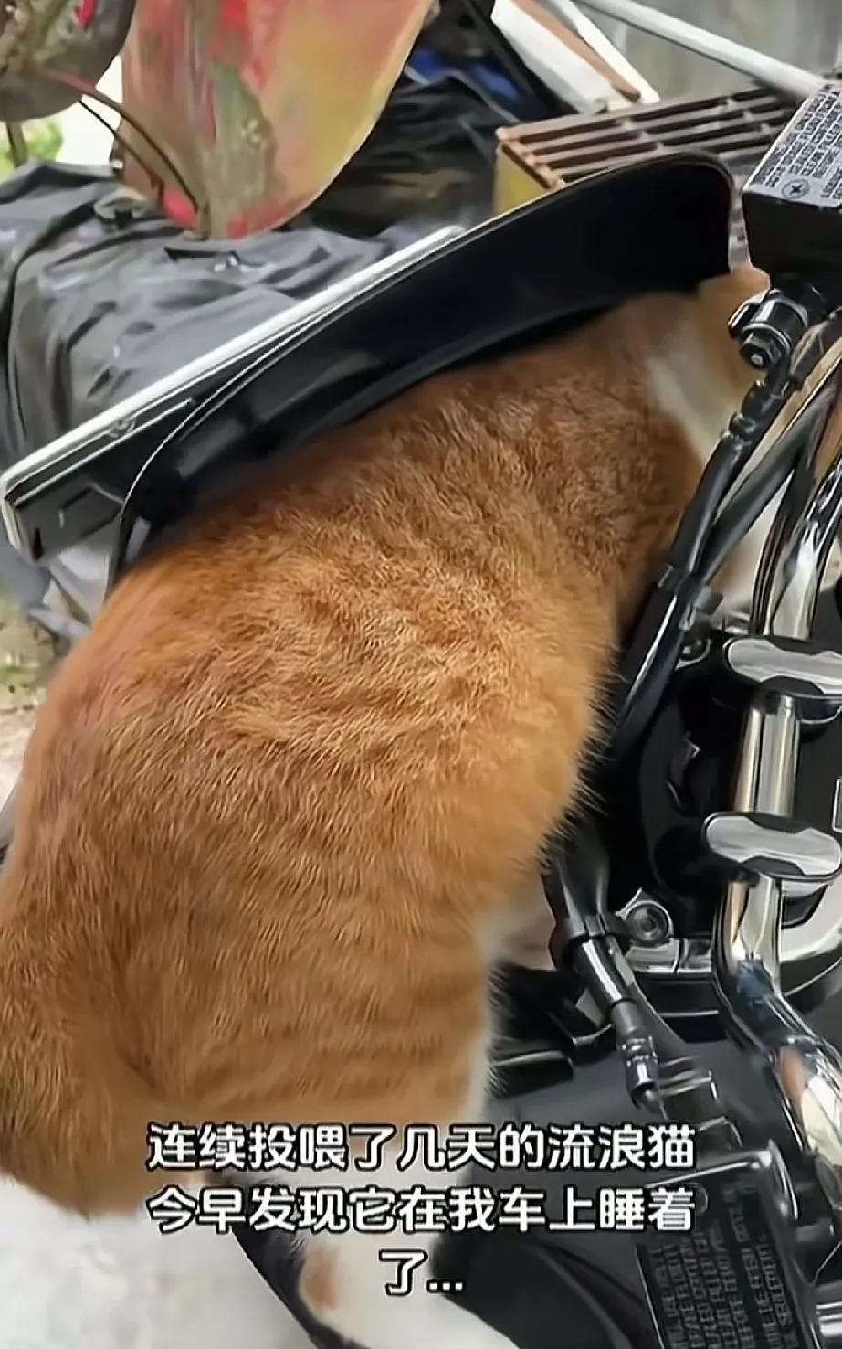 流浪猫悄然认主，这让投喂者倍感惊奇。“就因为我连续喂了它几天，没想到它就偷偷爬