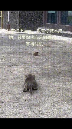 🔥刷到个神仙视频笑不活了！果然中华大地上的猫，骨子里都藏着“捕猎基因”啊！