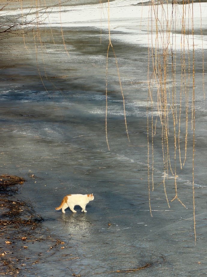 哈哈哈哈冰上悍喵行