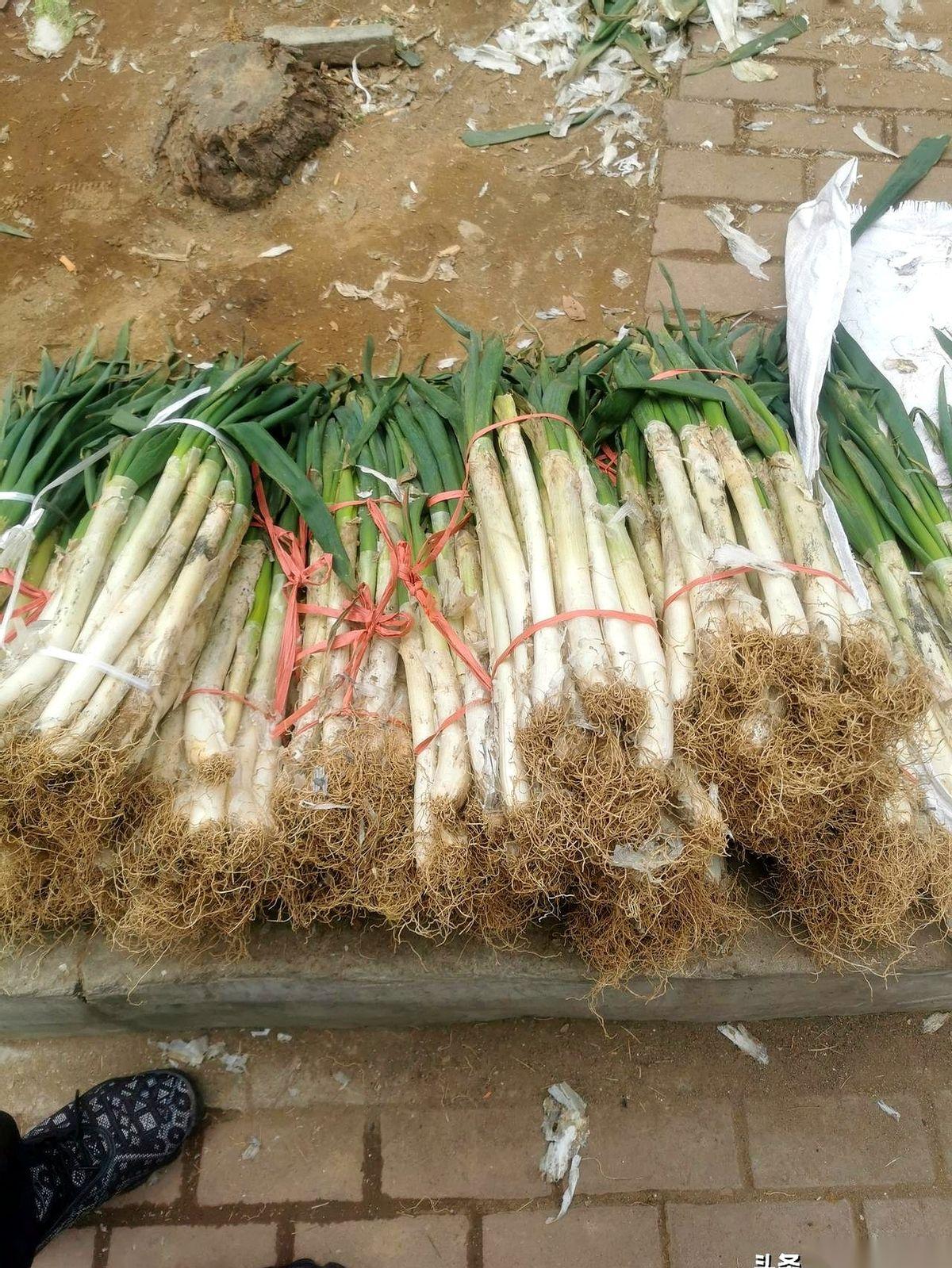 零下五度，手都揣不住的天儿。卖葱的大哥搓着手，冲我老公喊：“哎，兄弟，提中间，