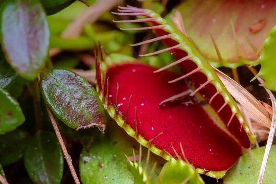 吃肉的植物比想象中要可怕食肉植物真的比我们想象中还要可怕，它们外表安静无害，却个