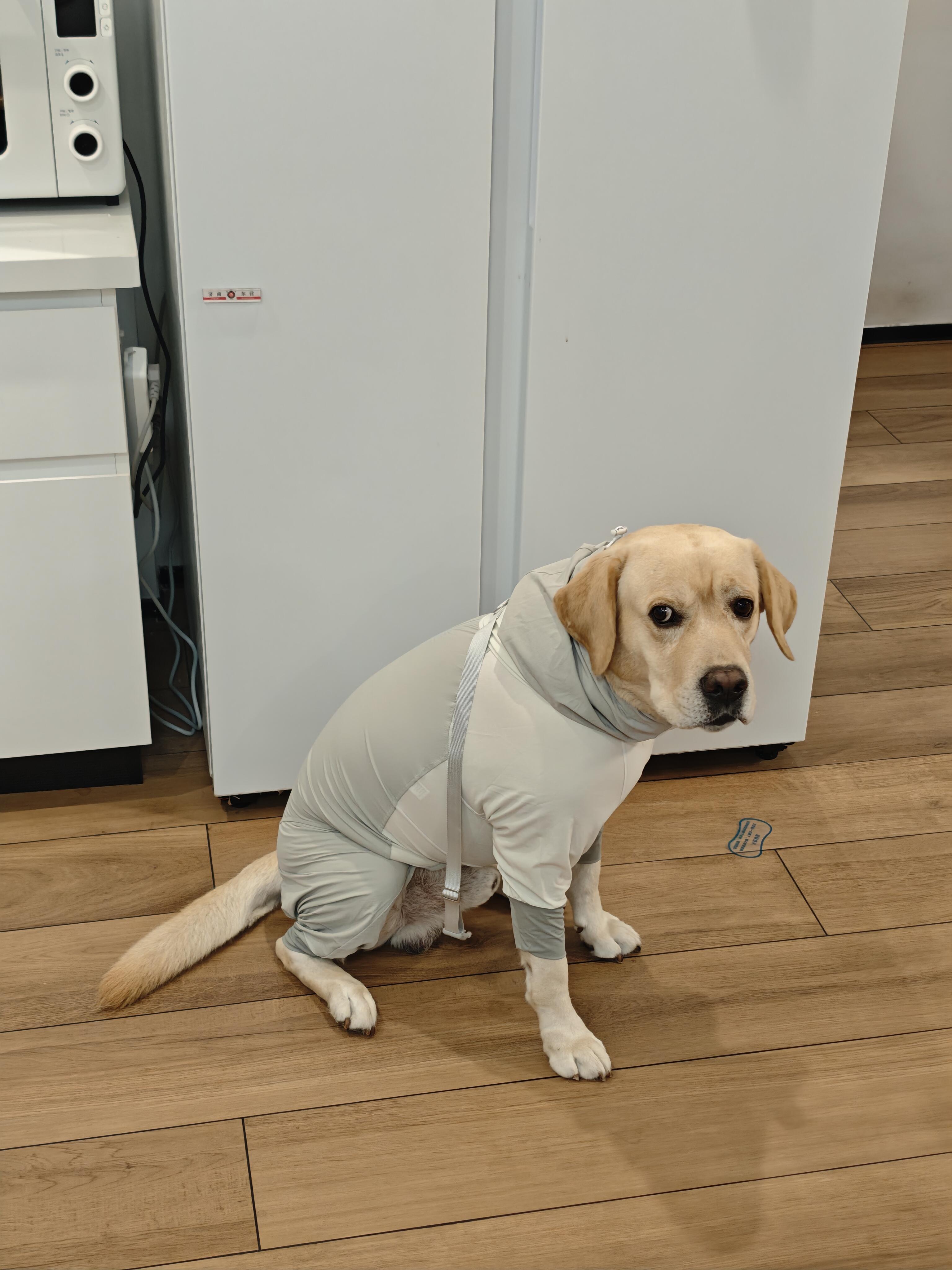 买衣服不能只看体重也得看体脂率明明是根据狗子体重买的冲锋衣，怎么穿上就变成瑜伽服
