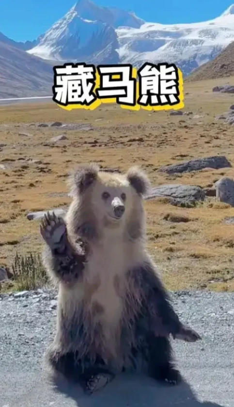 刚才在群里看到别人发的一个事，在318国道通往拉萨的路上，一个大学生被一头藏马熊